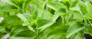 What is Stevia? Safety and Benefits - Magicleaf