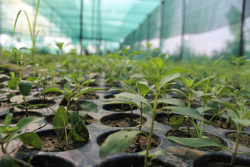 Is Stevia Approved by FSSAI and Other Food Authorities? - Magicleaf