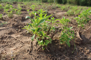 क्या स्टीविया FSSAI और अन्य खाद्य प्राधिकरणों द्वारा अनुमोदित है? - Magicleaf