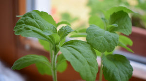 Is Stevia Diabetic Friendly?