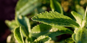 Steviol Glycosides โ An Overview