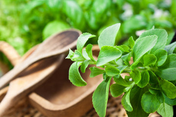Stevia - One of the Safest Sweetener
