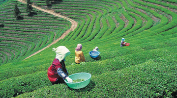 Stevia Farming