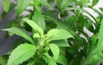 Is Stevia Safe for Pregnant Women and Children? - Magicleaf