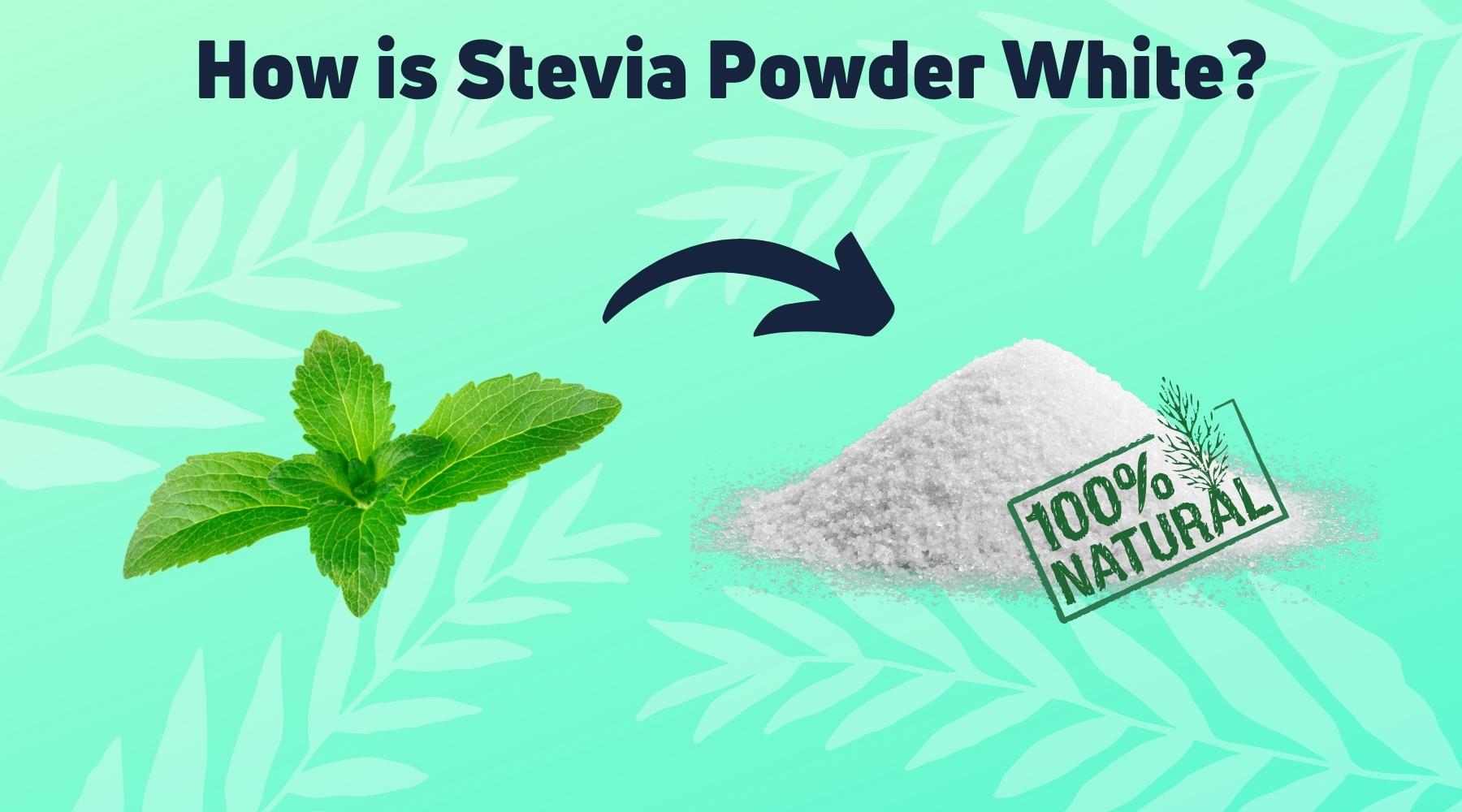 How Is White Stevia Powder Made From Green Stevia Leaves? Magicleaf